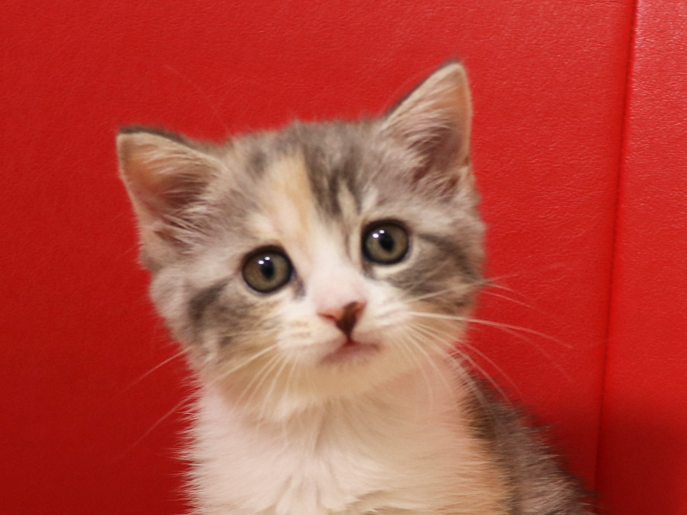 スコティッシュフォールドの子猫画像