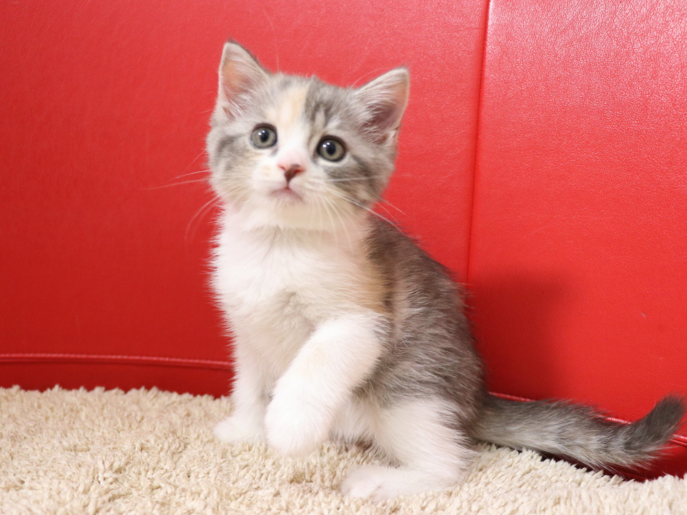 スコティッシュフォールドの子猫画像