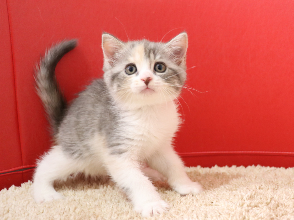 スコティッシュフォールドの子猫画像