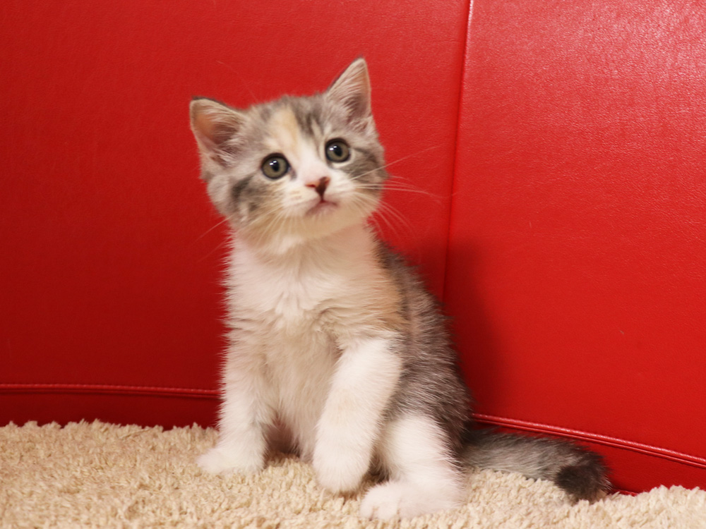 スコティッシュフォールドの子猫画像