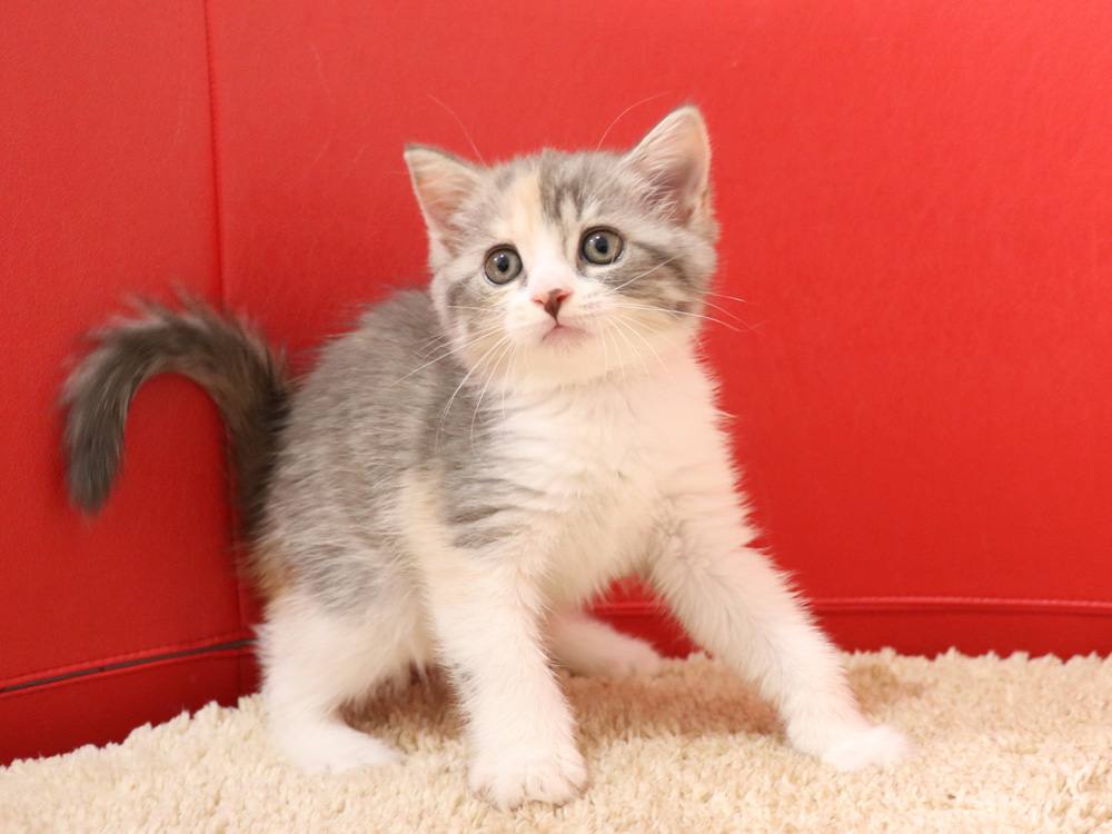 スコティッシュフォールドの子猫画像