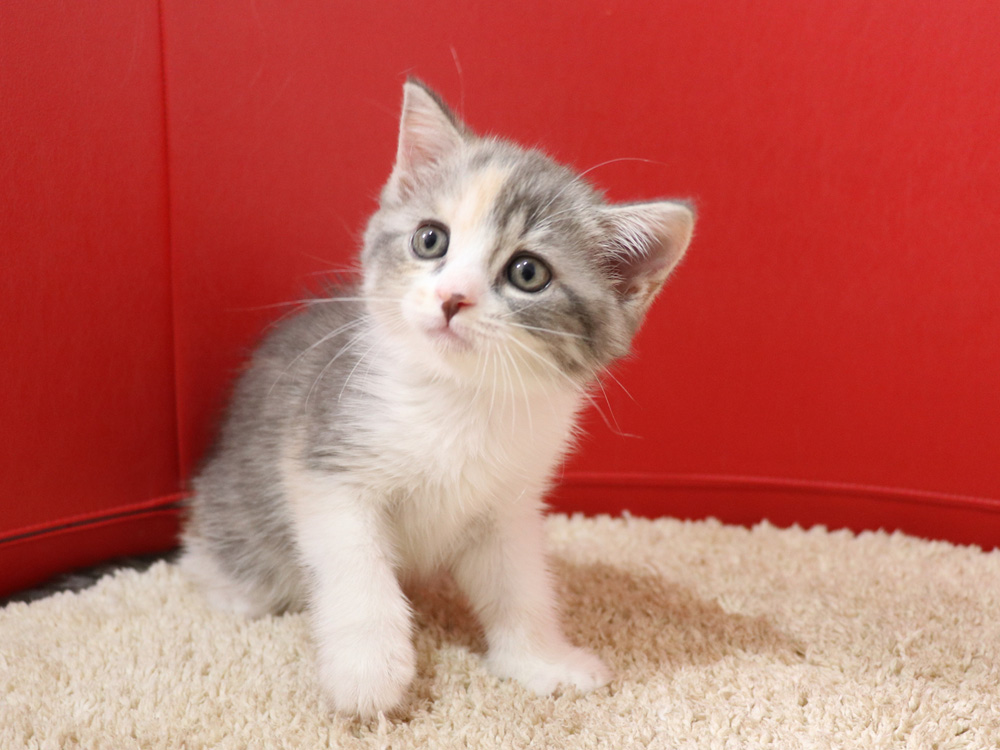 スコティッシュフォールドの子猫画像
