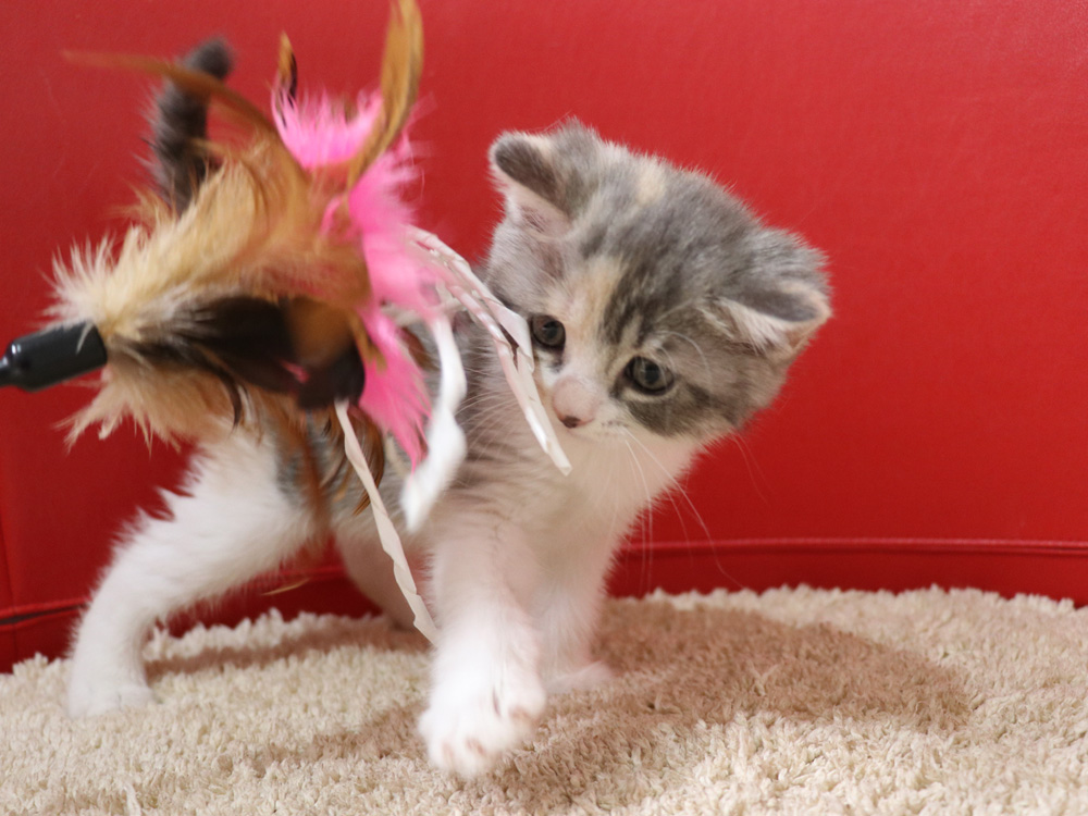 スコティッシュフォールドの子猫画像