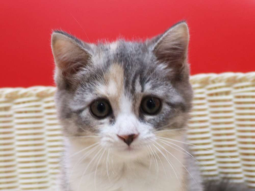 スコティッシュフォールドの子猫画像