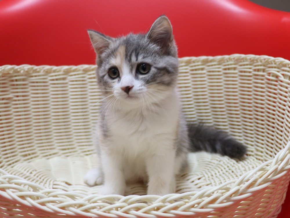 スコティッシュフォールドの子猫画像