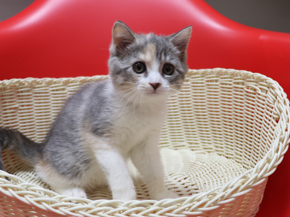 スコティッシュフォールドの子猫画像