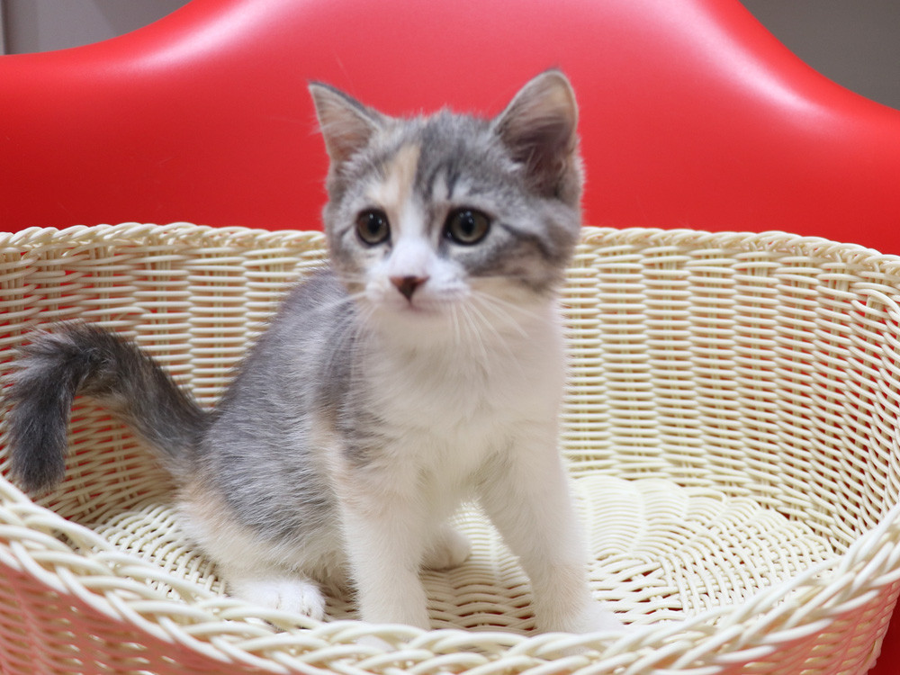 スコティッシュフォールドの子猫画像