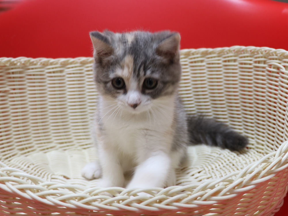 スコティッシュフォールドの子猫画像