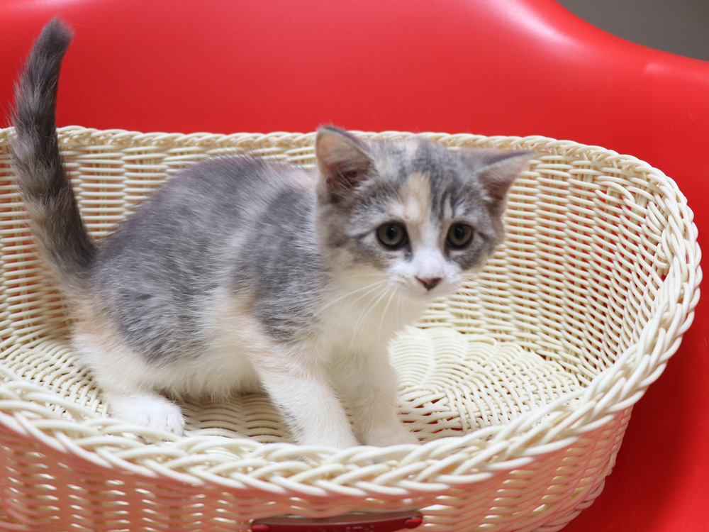 スコティッシュフォールドの子猫画像