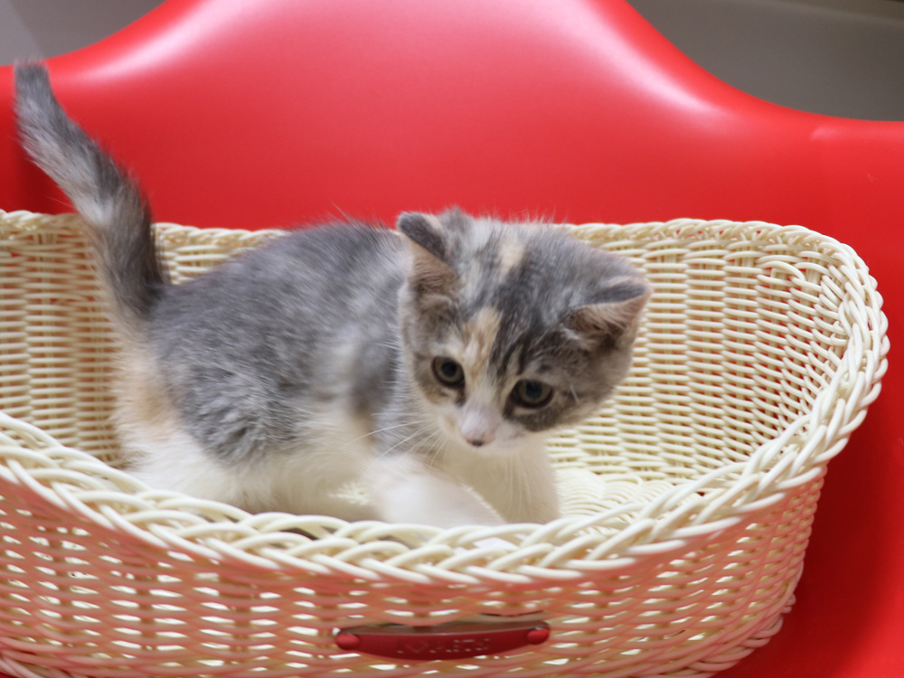スコティッシュフォールドの子猫画像