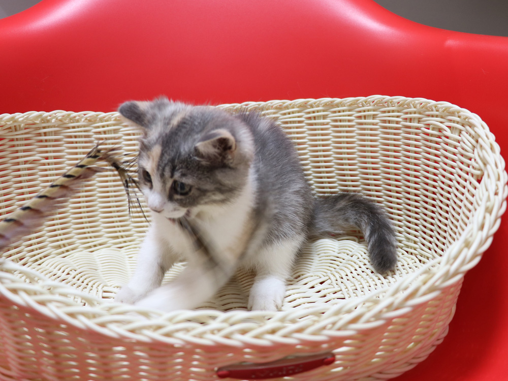 スコティッシュフォールドの子猫画像
