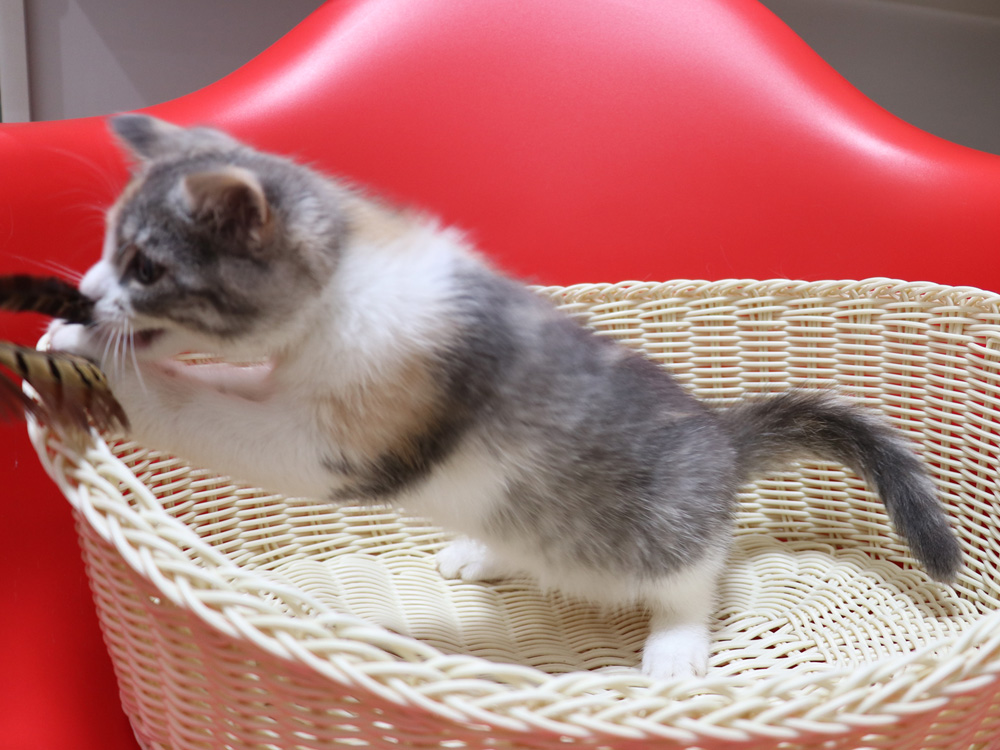 スコティッシュフォールドの子猫画像