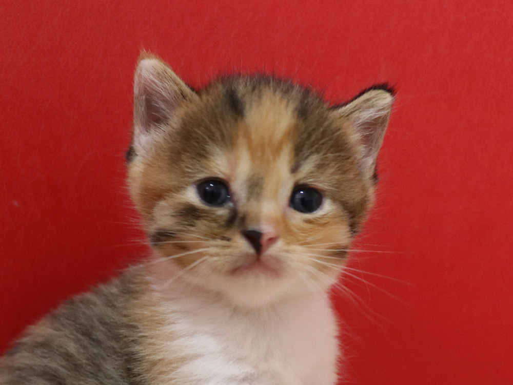 スコティッシュフォールドの子猫画像