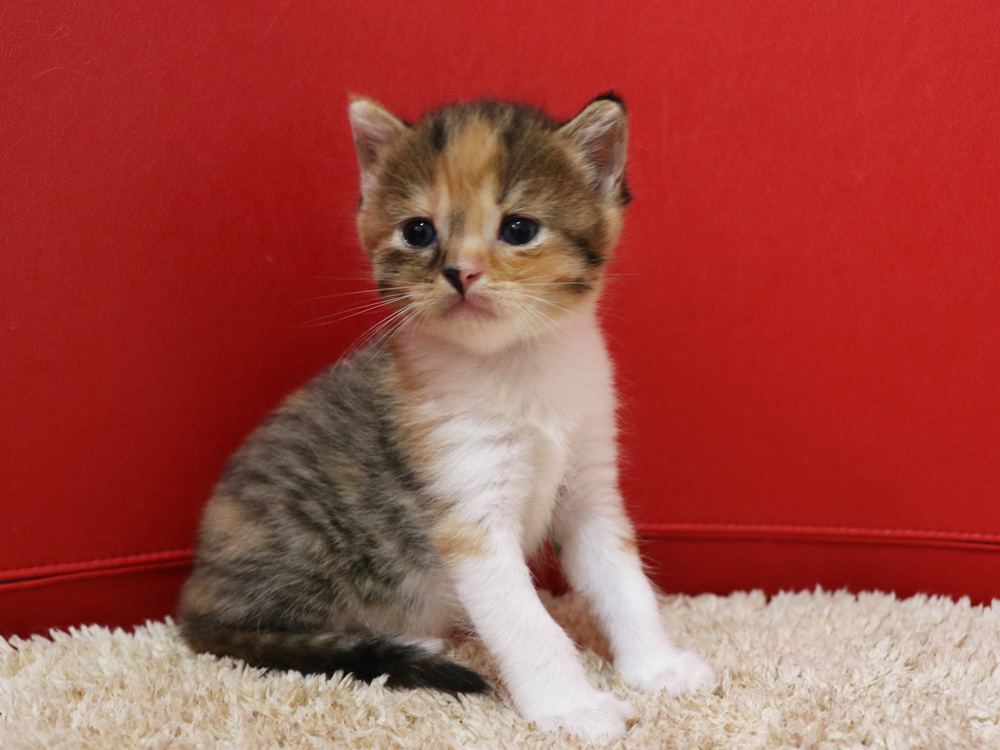スコティッシュフォールドの子猫画像