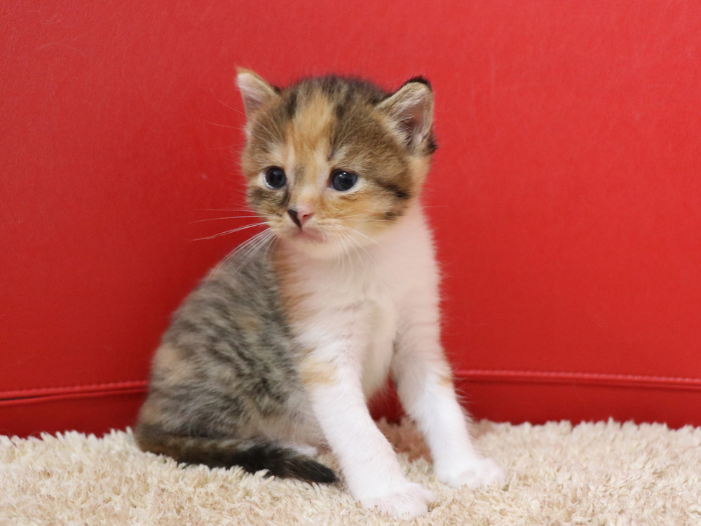 スコティッシュフォールドの子猫画像