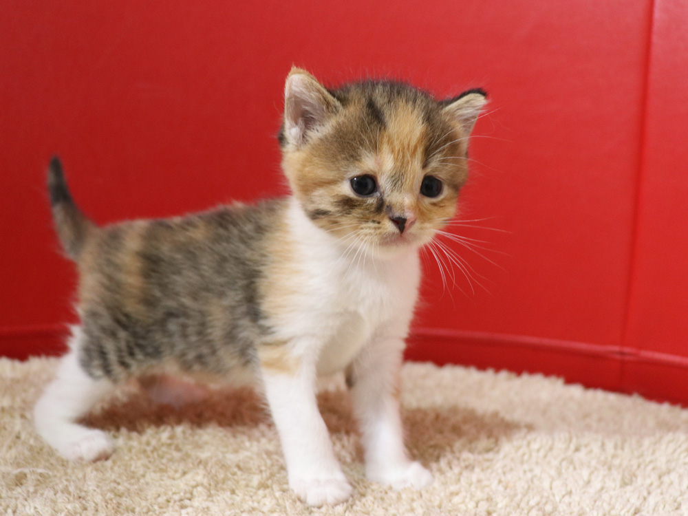 スコティッシュフォールドの子猫画像