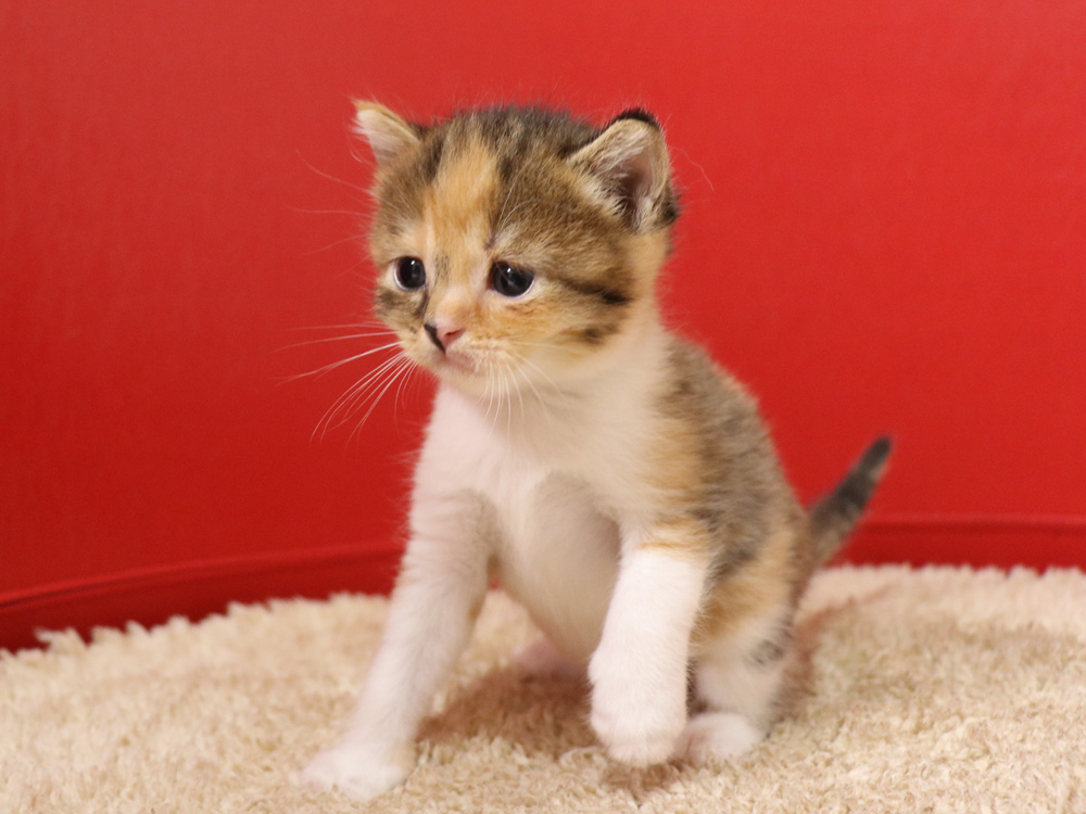 スコティッシュフォールドの子猫画像