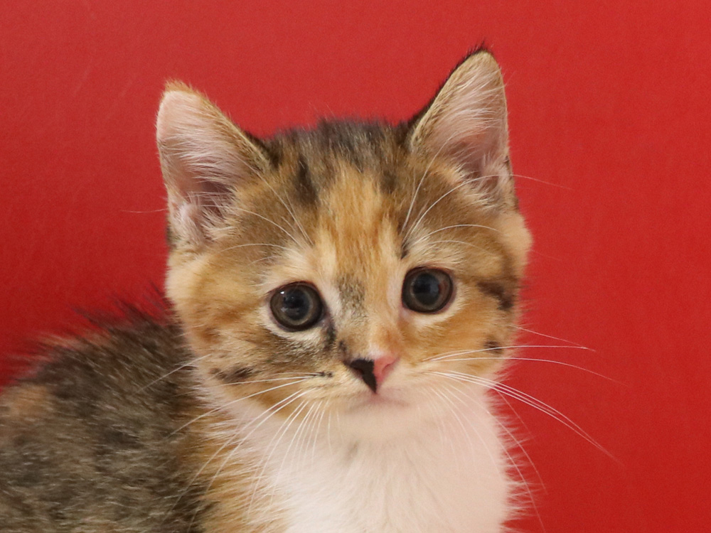 スコティッシュフォールドの子猫画像