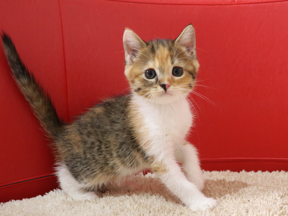 スコティッシュフォールドの子猫画像