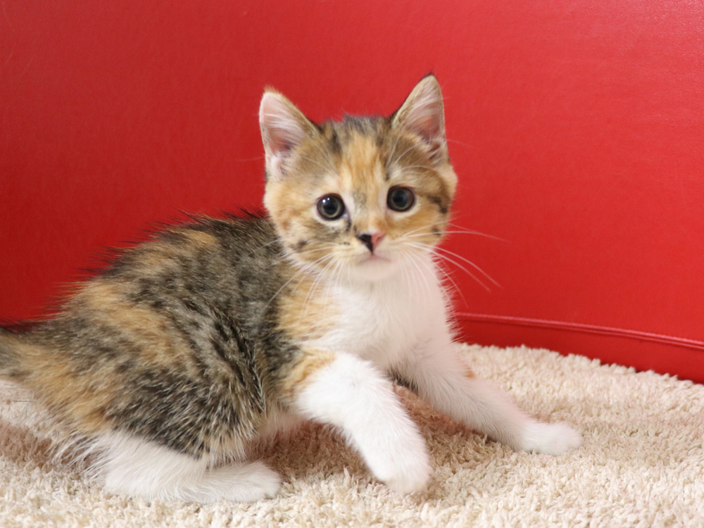 スコティッシュフォールドの子猫画像