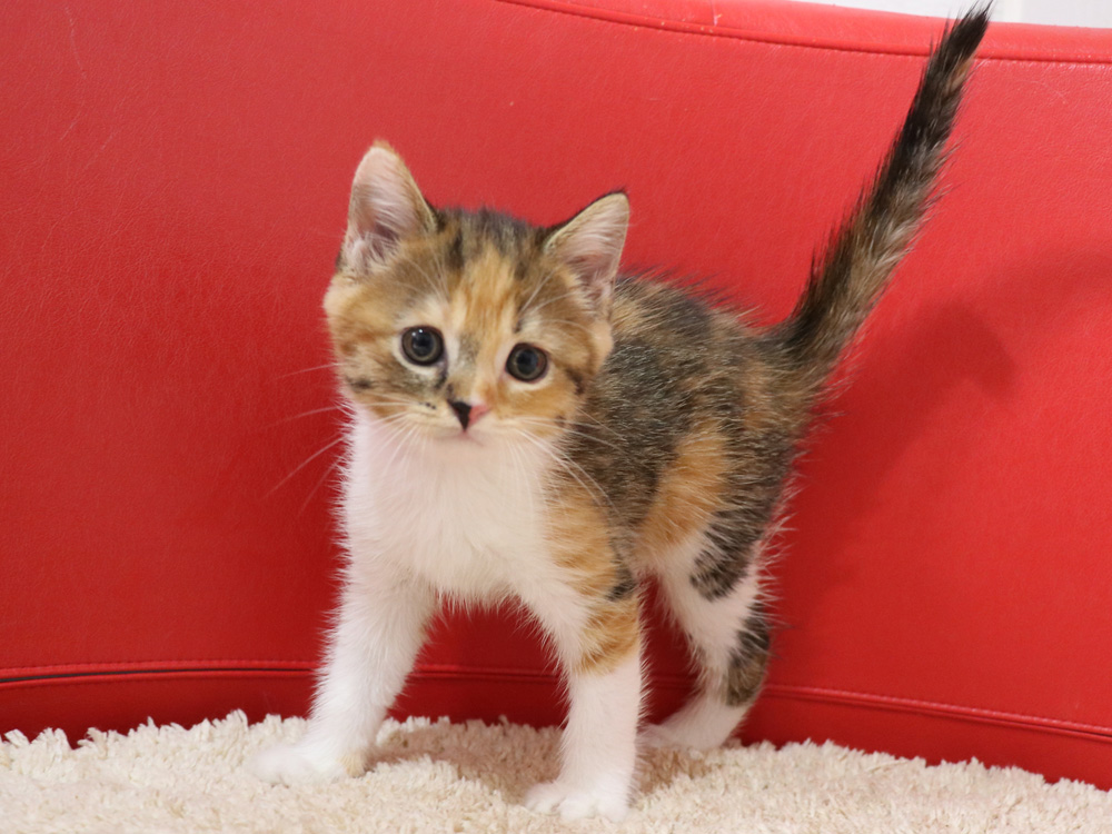スコティッシュフォールドの子猫画像