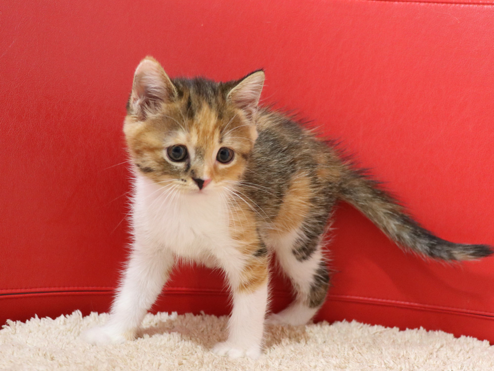 スコティッシュフォールドの子猫画像