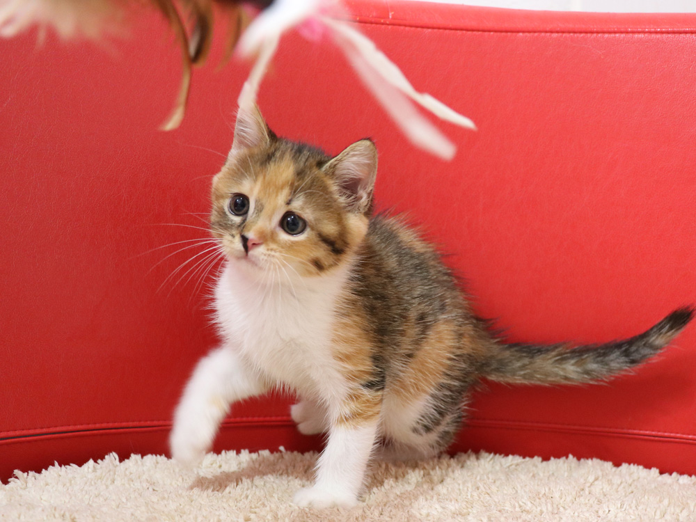 スコティッシュフォールドの子猫画像