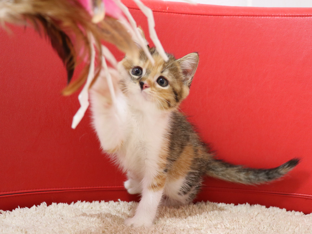 スコティッシュフォールドの子猫画像