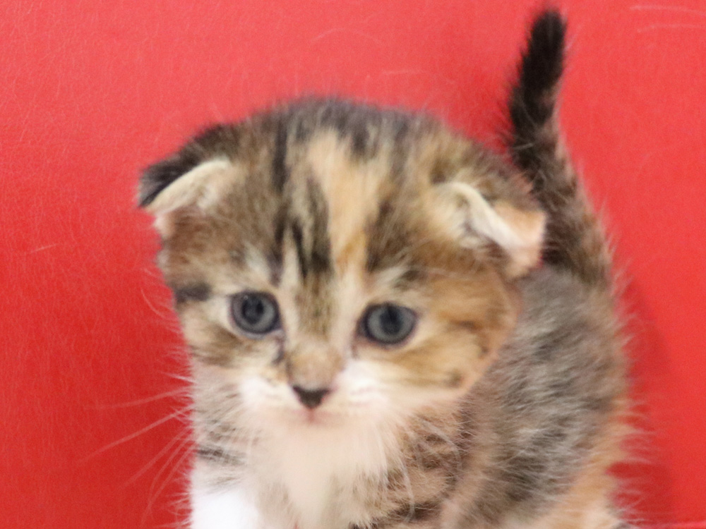 スコティッシュフォールドの子猫画像