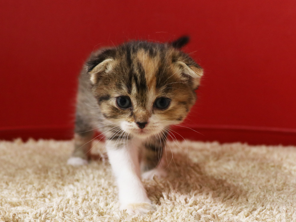 スコティッシュフォールドの子猫画像