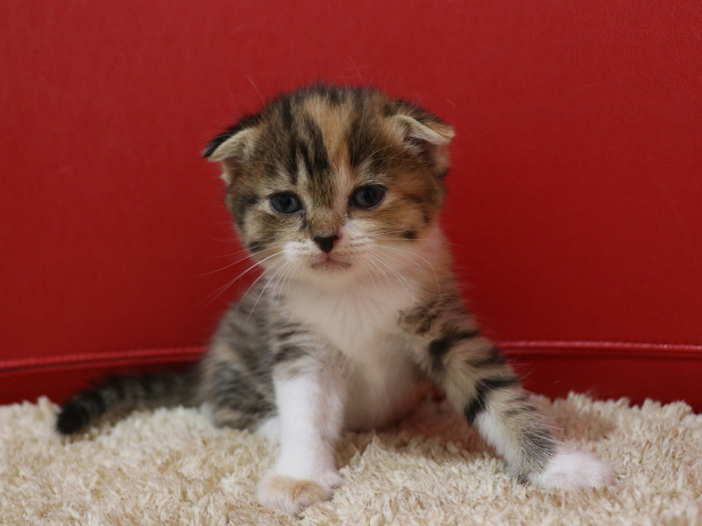 スコティッシュフォールドの子猫画像