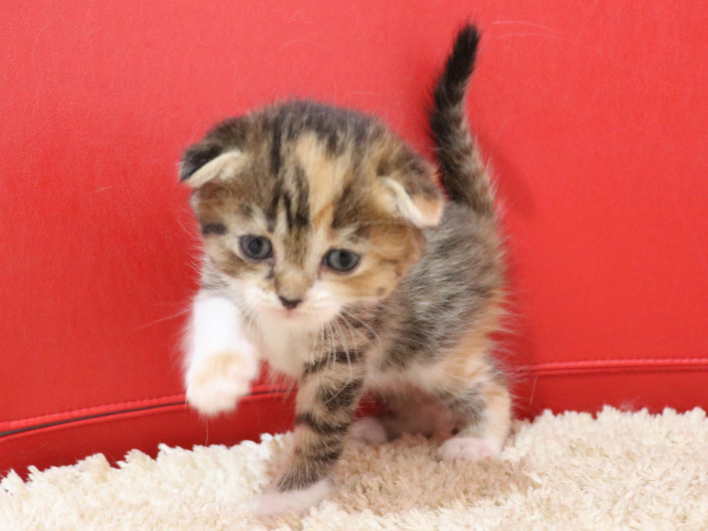 スコティッシュフォールドの子猫画像