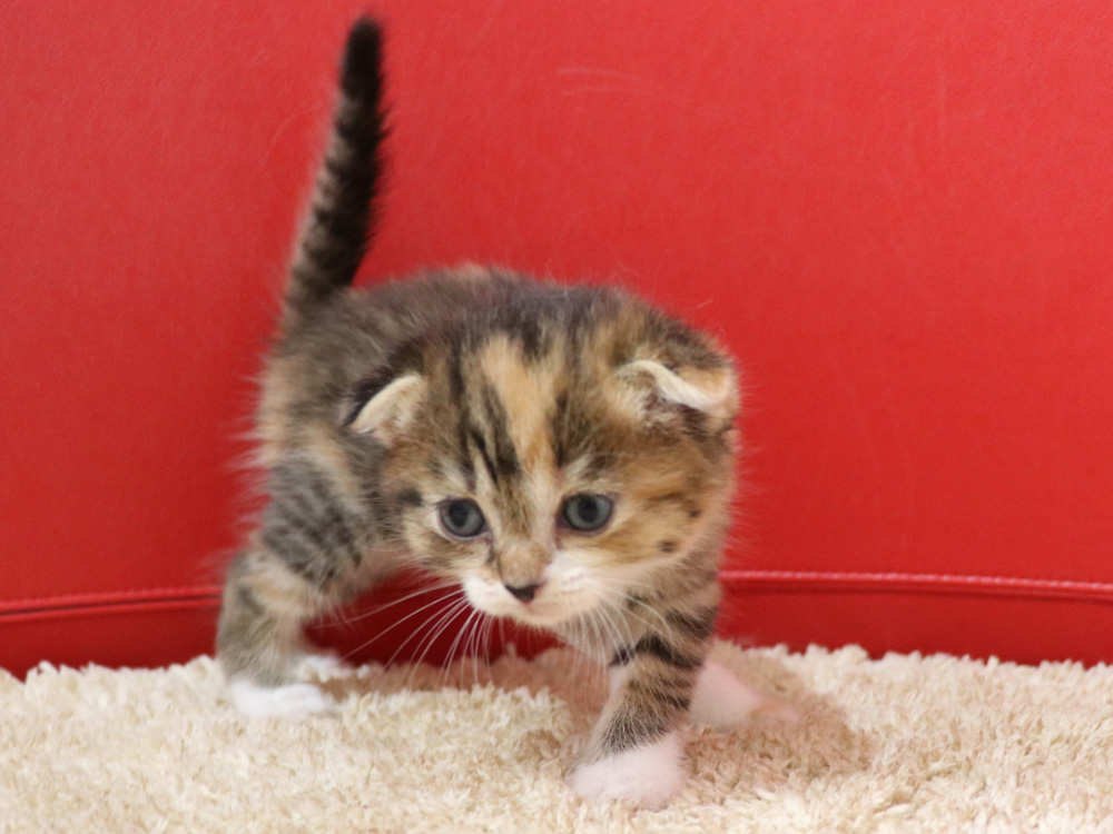 スコティッシュフォールドの子猫画像