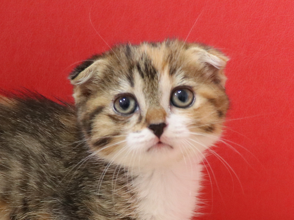 スコティッシュフォールドの子猫画像
