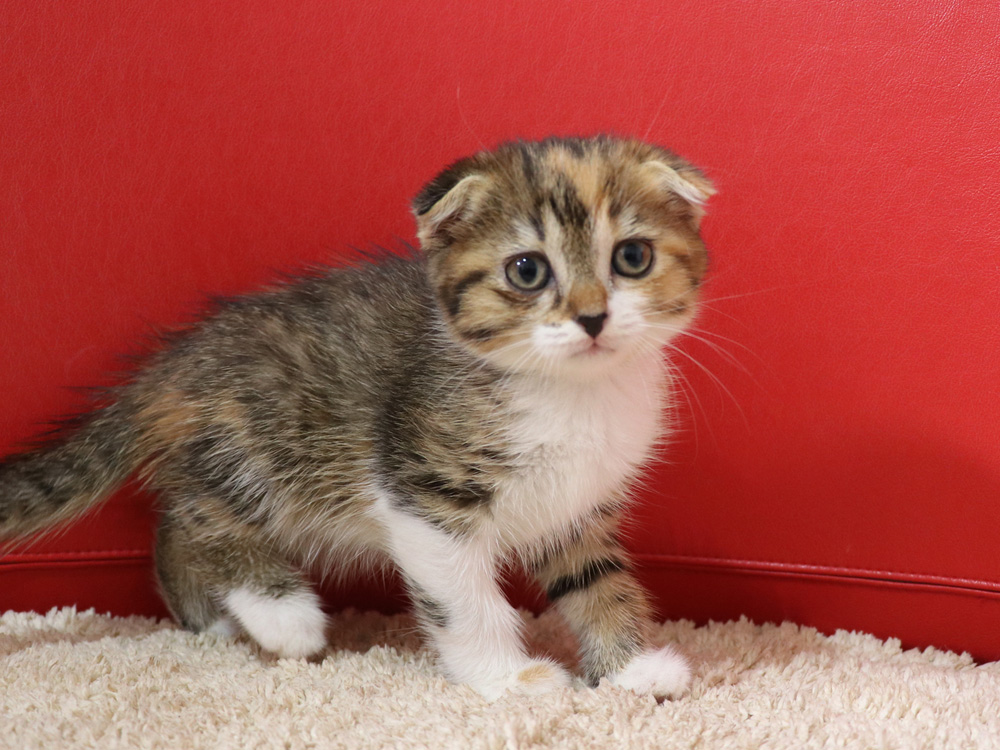 スコティッシュフォールドの子猫画像