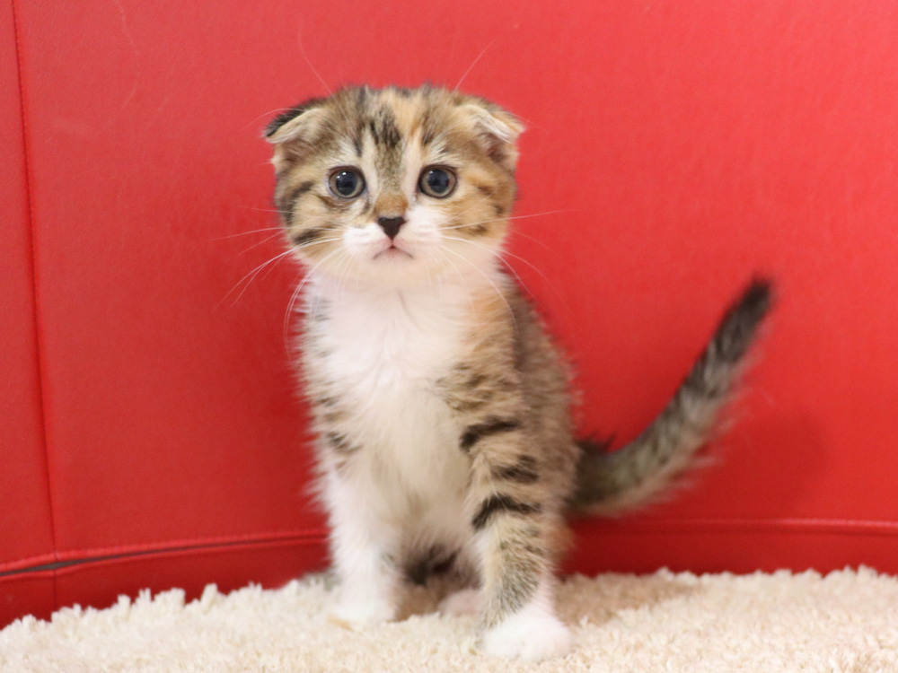 スコティッシュフォールドの子猫画像