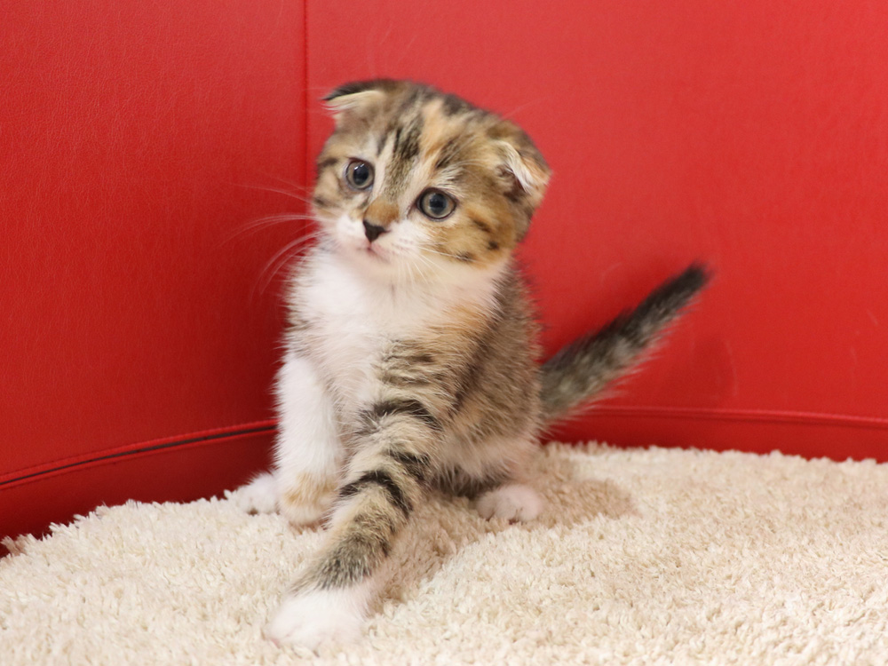 スコティッシュフォールドの子猫画像