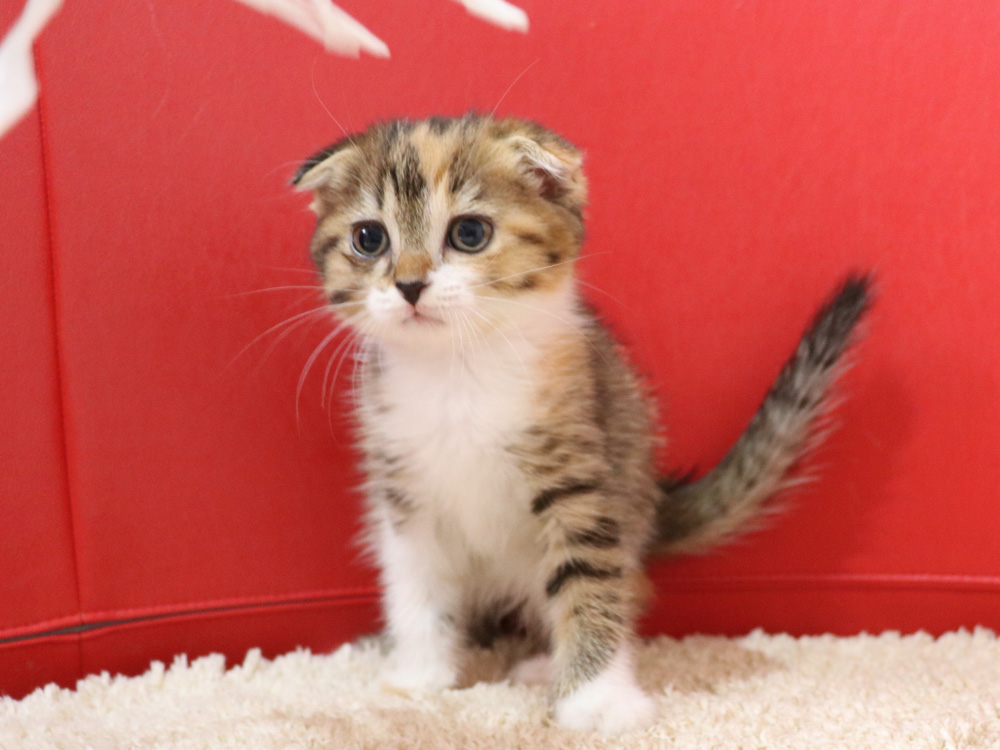 スコティッシュフォールドの子猫画像