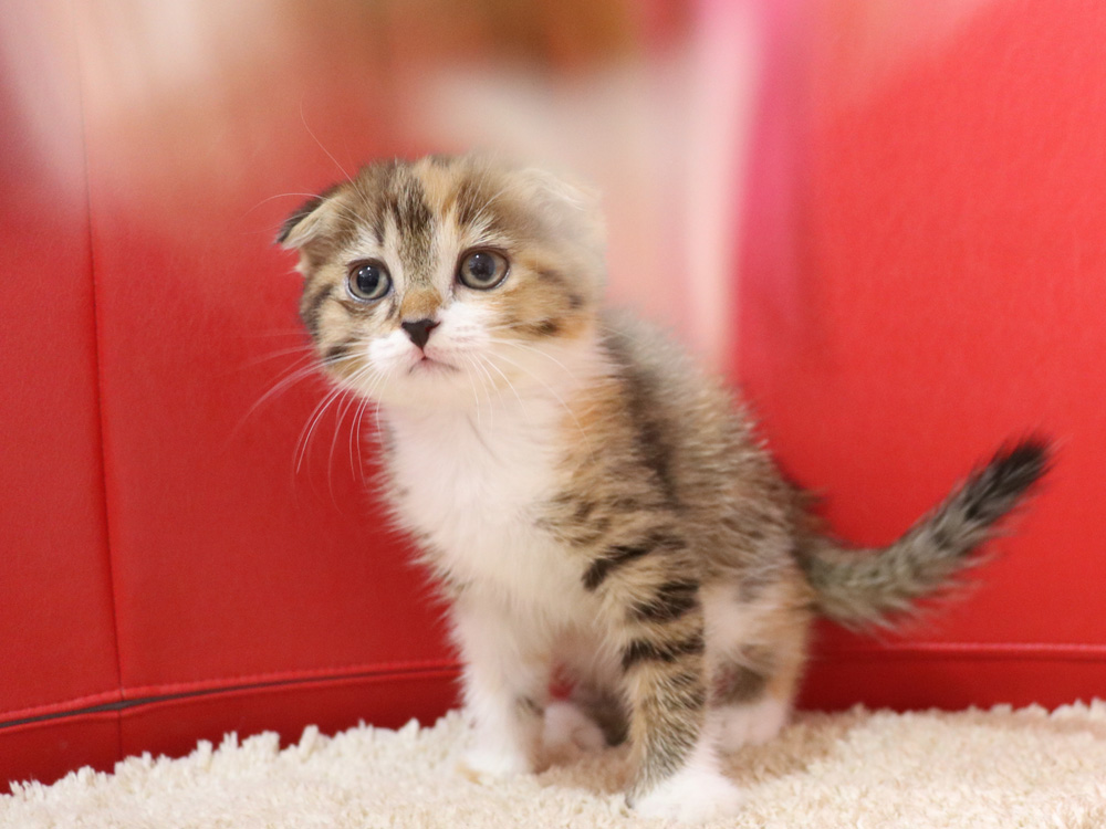 スコティッシュフォールドの子猫画像