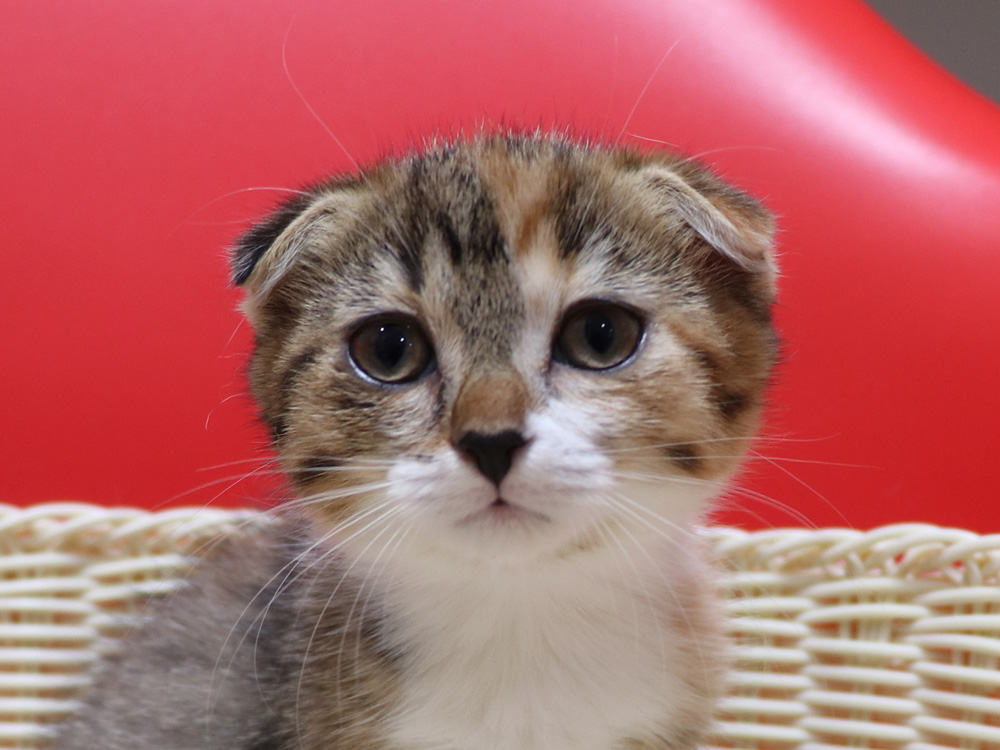 スコティッシュフォールドの子猫画像