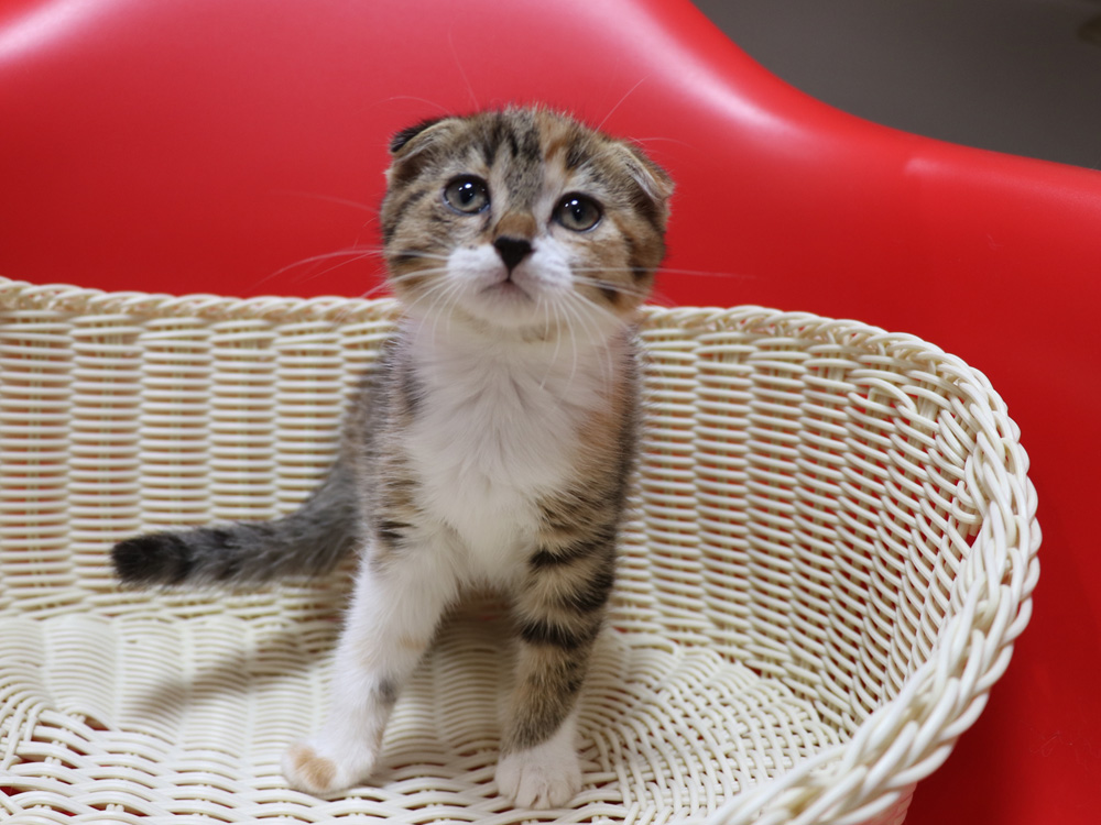 スコティッシュフォールドの子猫画像