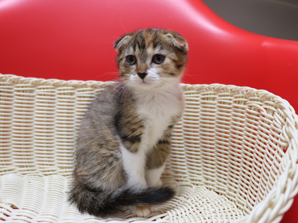 スコティッシュフォールドの子猫画像