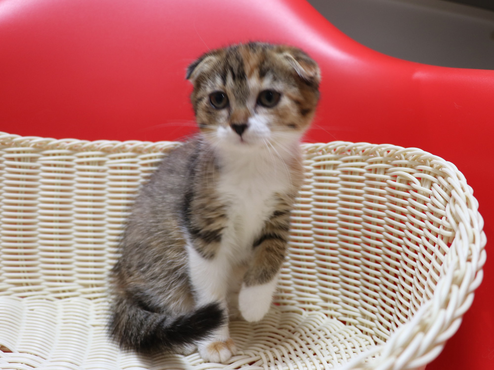 スコティッシュフォールドの子猫画像