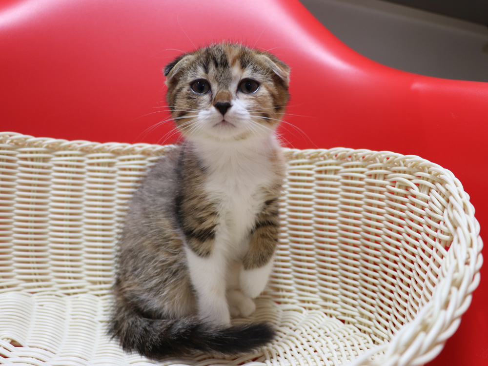 スコティッシュフォールドの子猫画像