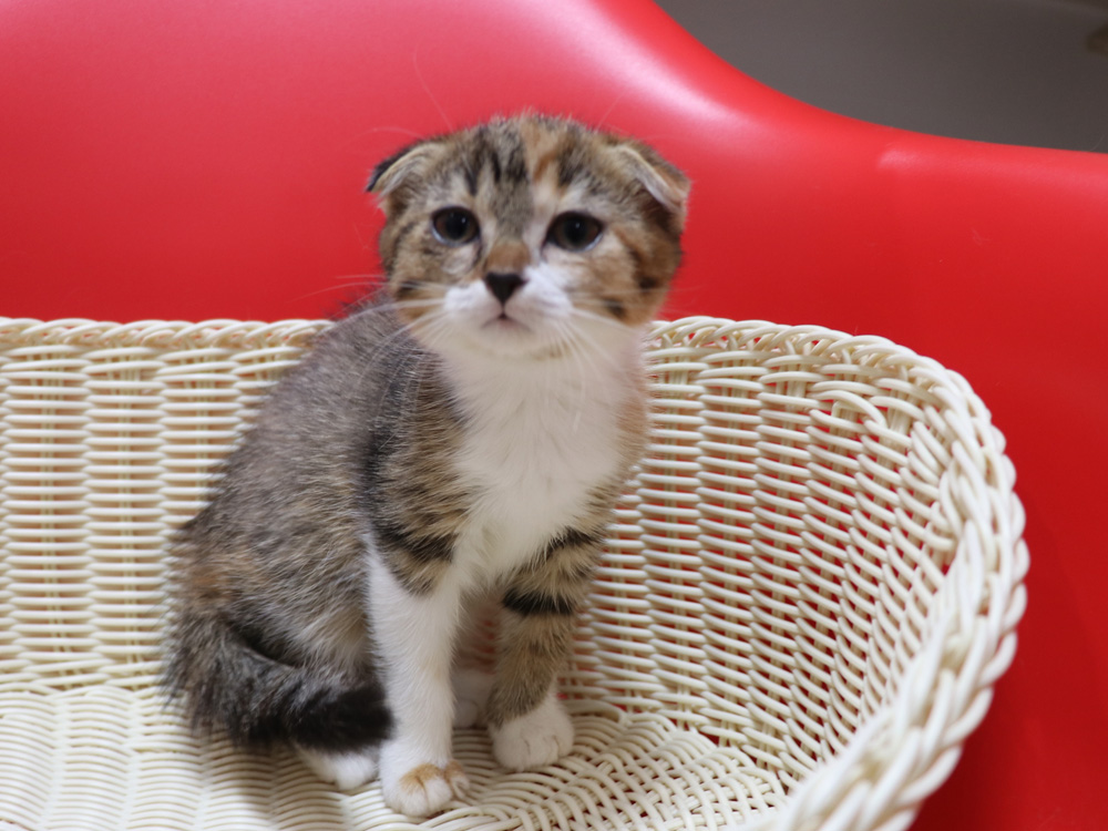 スコティッシュフォールドの子猫画像