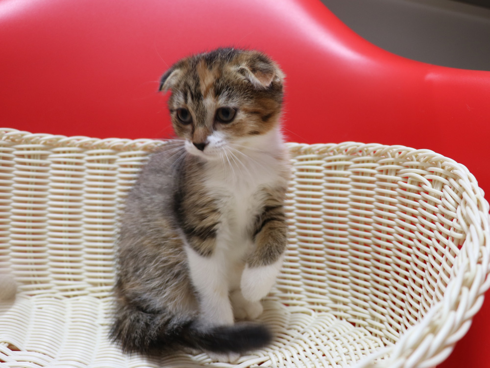 スコティッシュフォールドの子猫画像