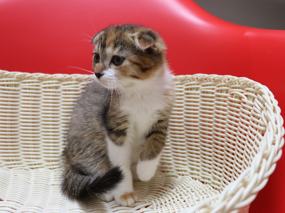 スコティッシュフォールドの子猫画像