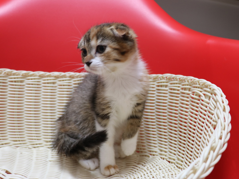 スコティッシュフォールドの子猫画像