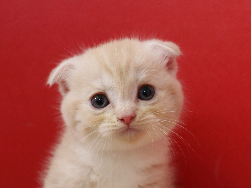 スコティッシュフォールドの子猫画像