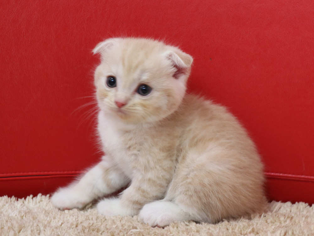 スコティッシュフォールドの子猫画像